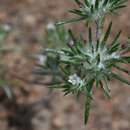 Image de Navarretia divaricata (Torr. ex Gray) Greene