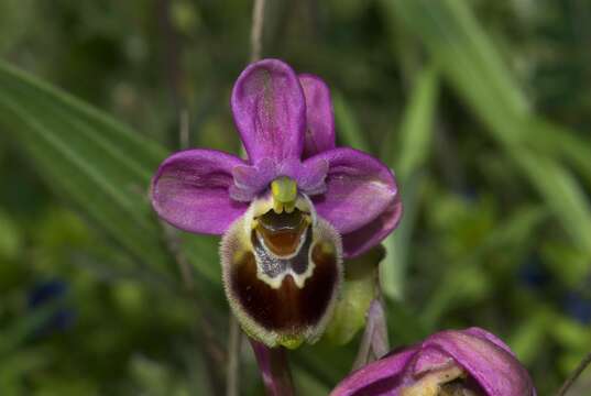 Image of ophrys