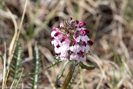 Image of Sudetic Lousewort