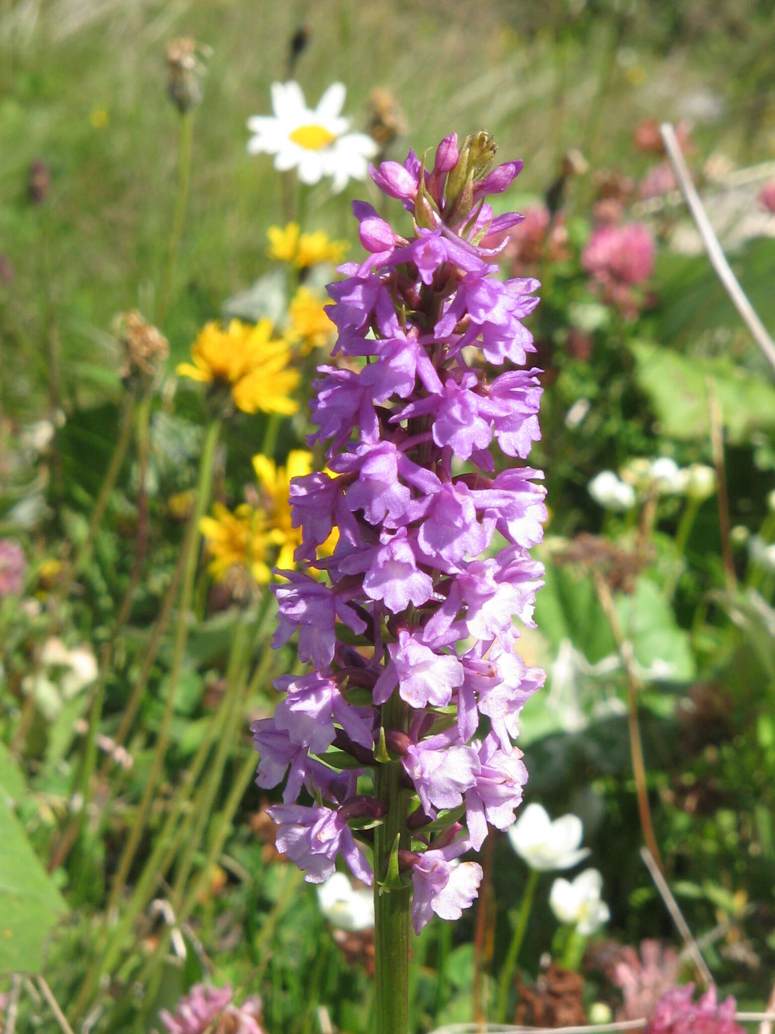 Image of fragrant orchid