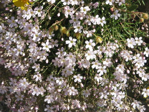 Image de Gypsophile rampante