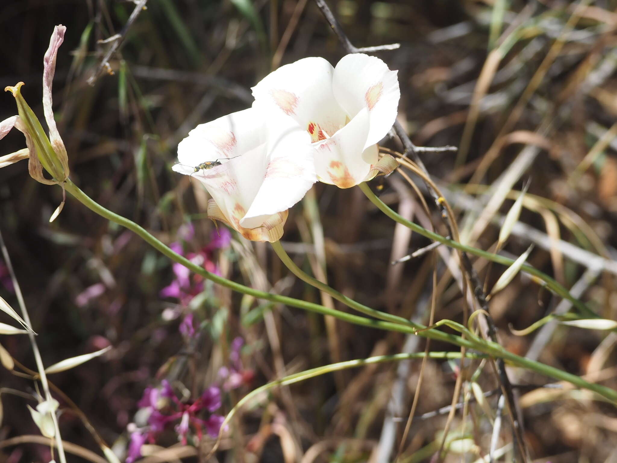 Image of butterfly mariposa lily