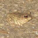 Image of Hurter’s Spadefoot