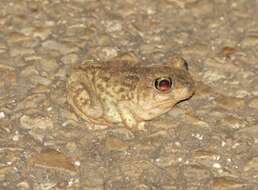 Image of Hurter’s Spadefoot