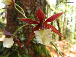 Image of Prosthechea ghiesbreghtiana (A. Rich. & Galeotti) W. E. Higgins