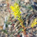 Image of Odontites luteus (L.) Clairv.