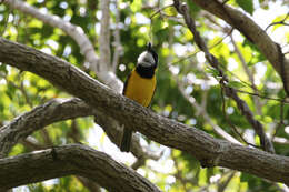 Image of Pachycephala chlorura littayei Layard & EL 1878