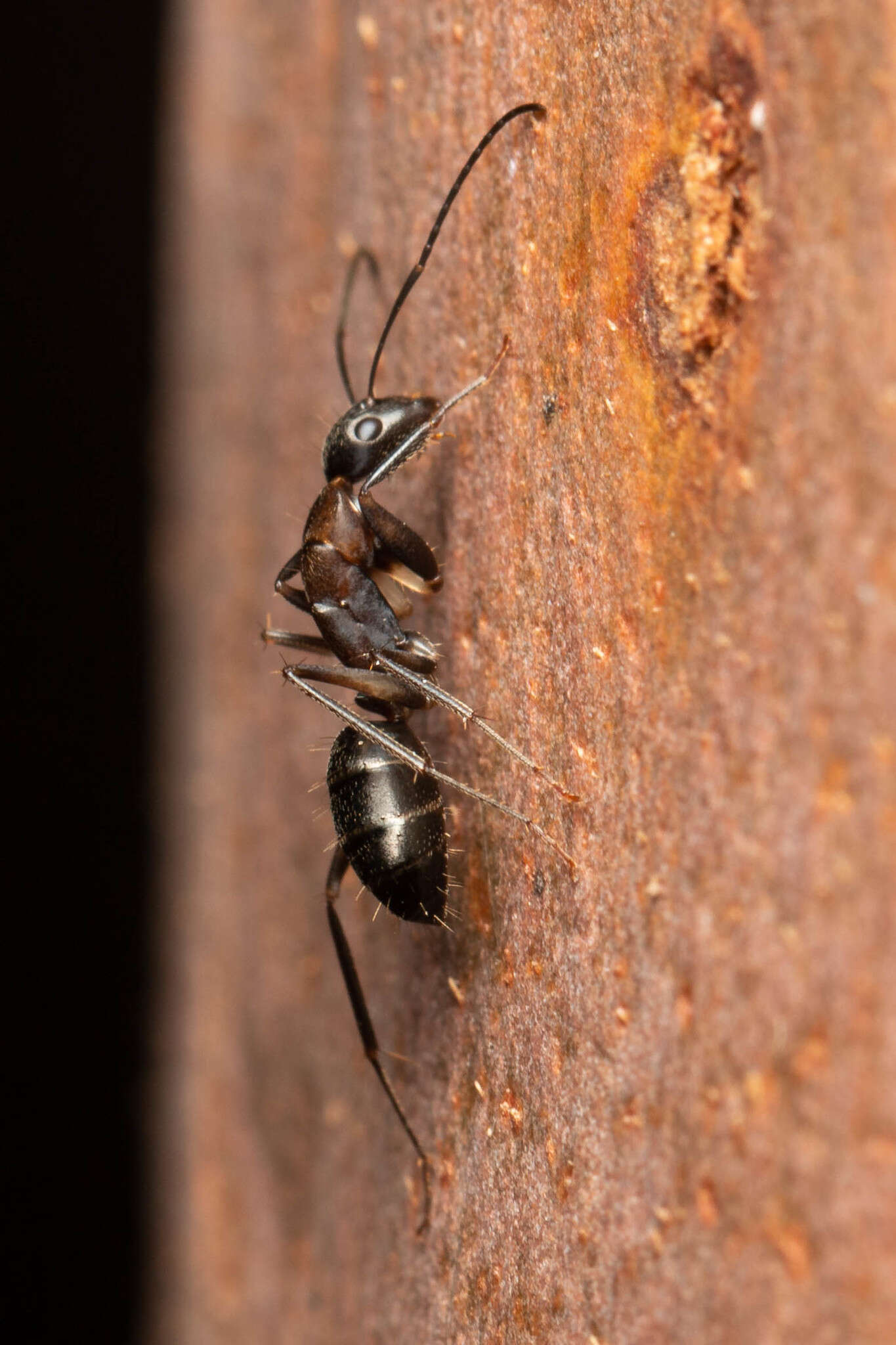 Image of Camponotus lividicoxis Viehmeyer 1925