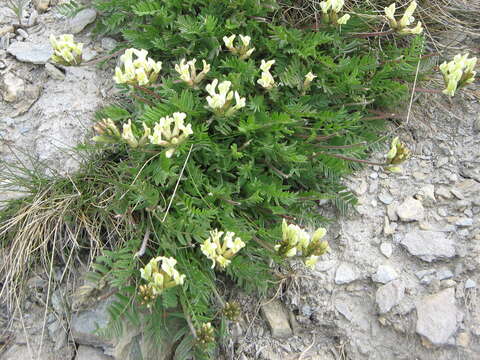 Слика од Oxytropis campestris (L.) DC.