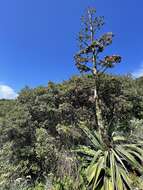 Image of Agave parvidentata Trel.