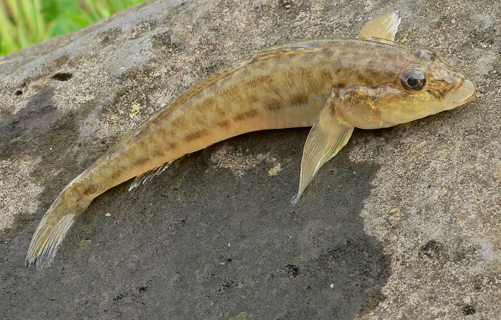 صورة Neogobius