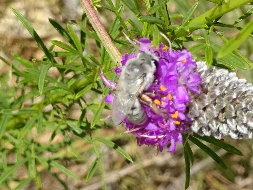 Colletes susannae Swenk 1925 resmi