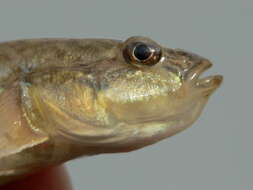 صورة Neogobius fluviatilis (Pallas 1814)