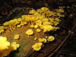 Image of Tricholomopsis aurea (Beeli) Desjardin & B. A. Perry 2017