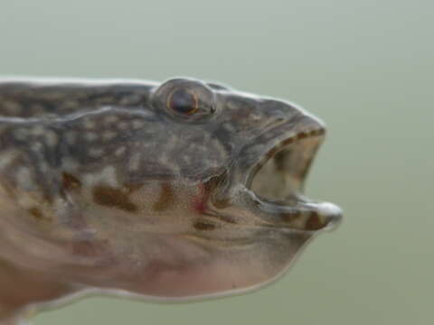 Image of Bighead goby