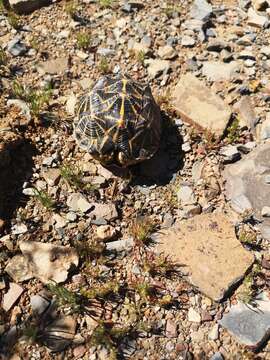 Image of Western Tent Tortoise