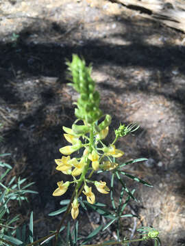 Image of narrowflower lupine