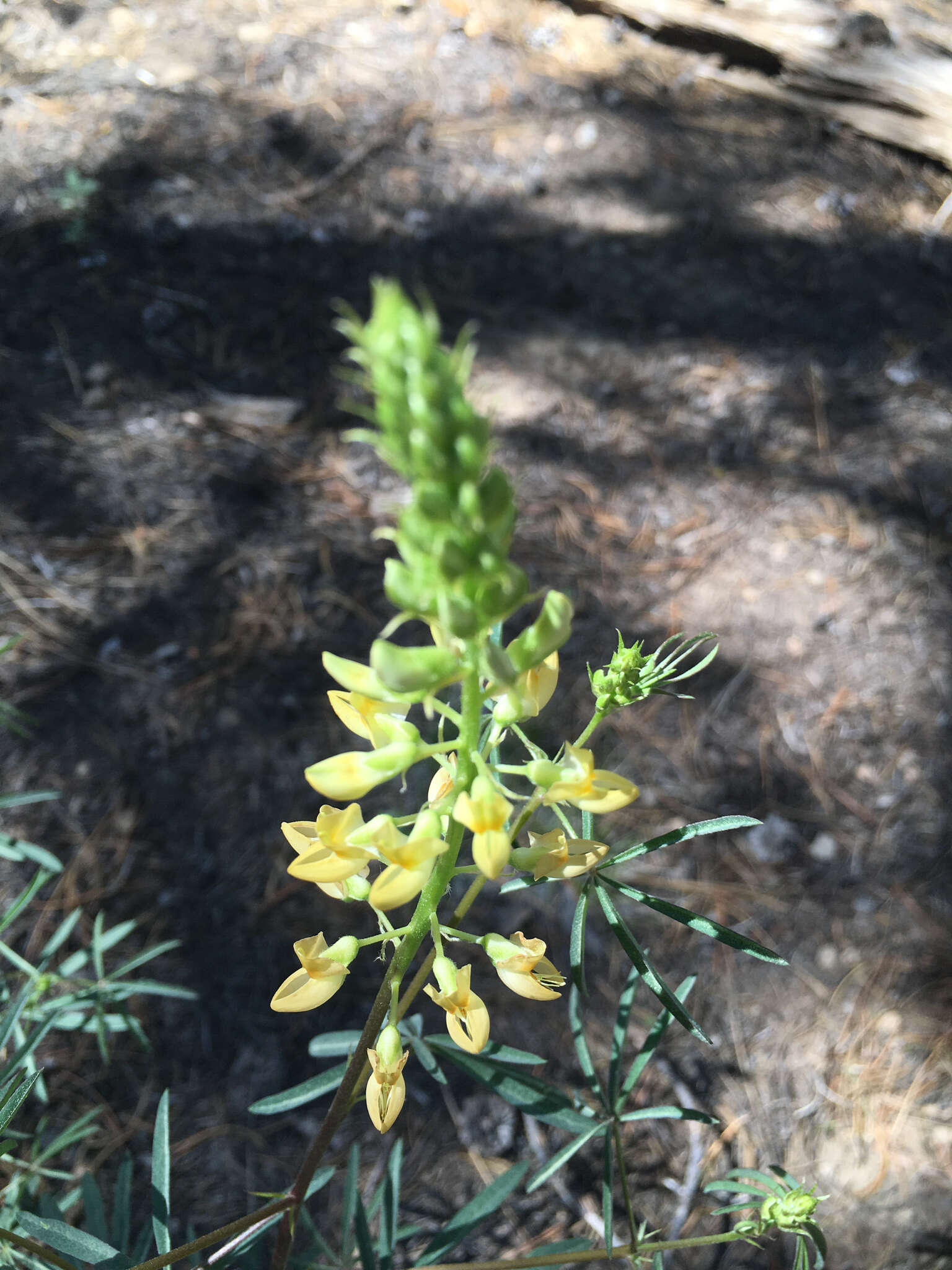 Plancia ëd Lupinus angustiflorus Eastw.