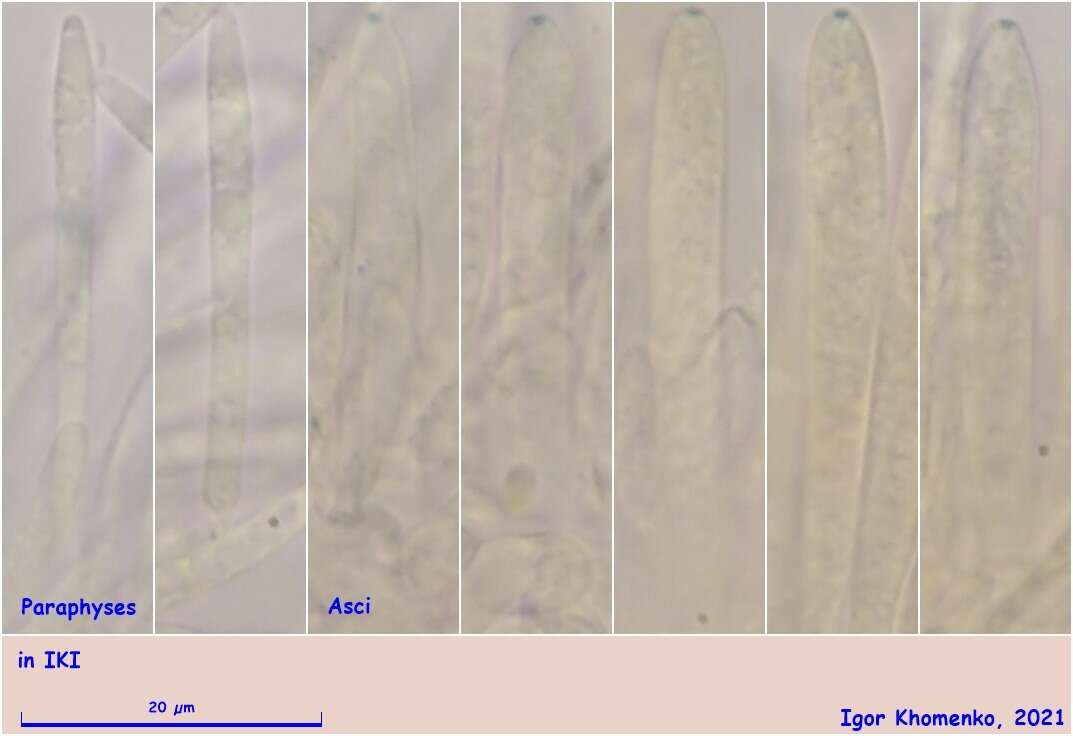 Image of Psilachnum inquilinum (P. Karst.) Dennis 1962