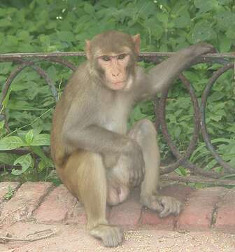 Image of Rhesus Monkey