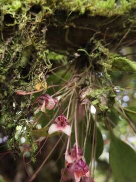 Image of Masdevallia nidifica Rchb. fil.