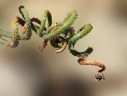 Imagem de Albuca viscosa L. fil.