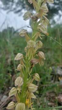 Image of Man orchid