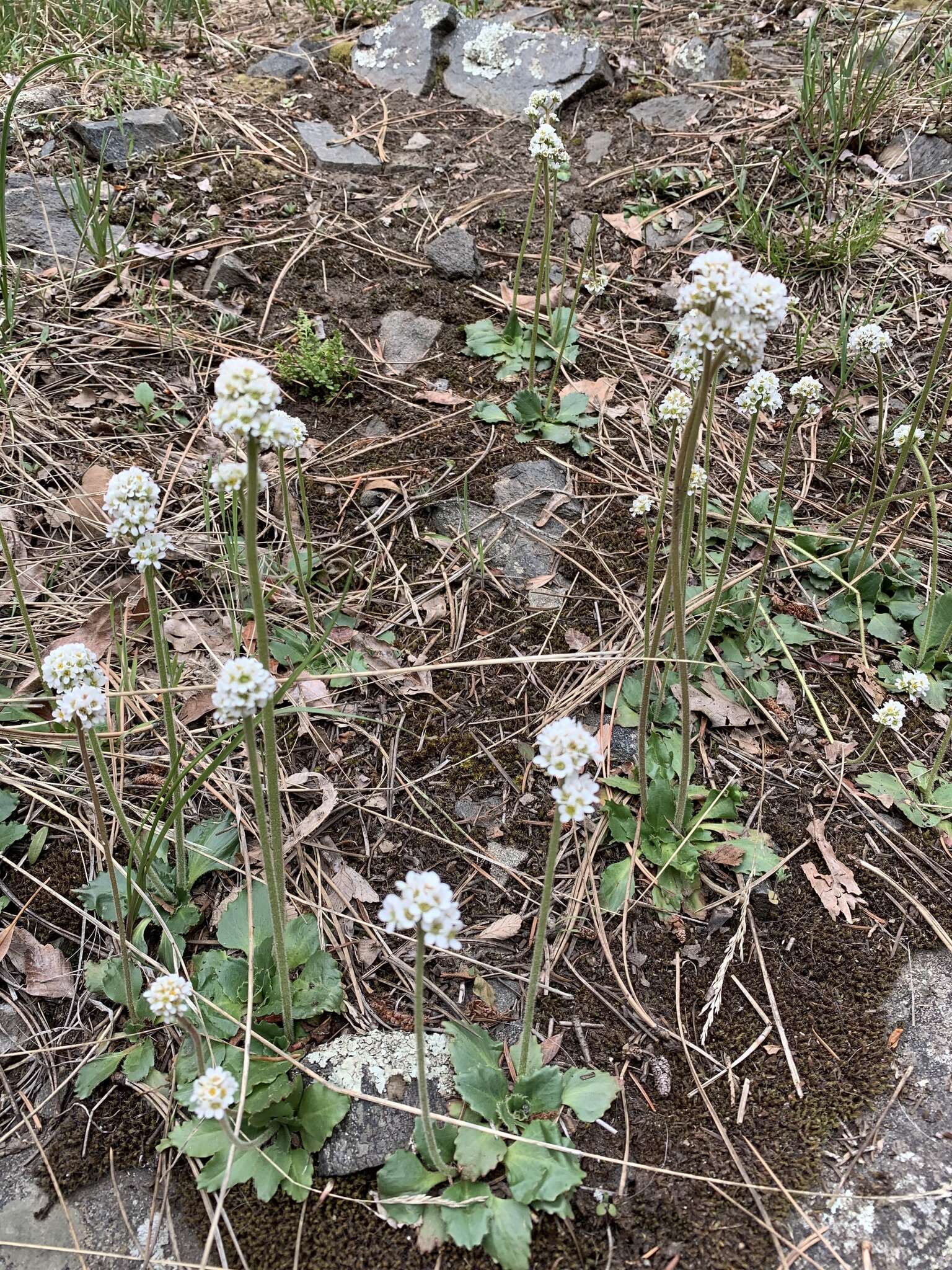 Image of Diamond-Leaf Pseudosaxifrage