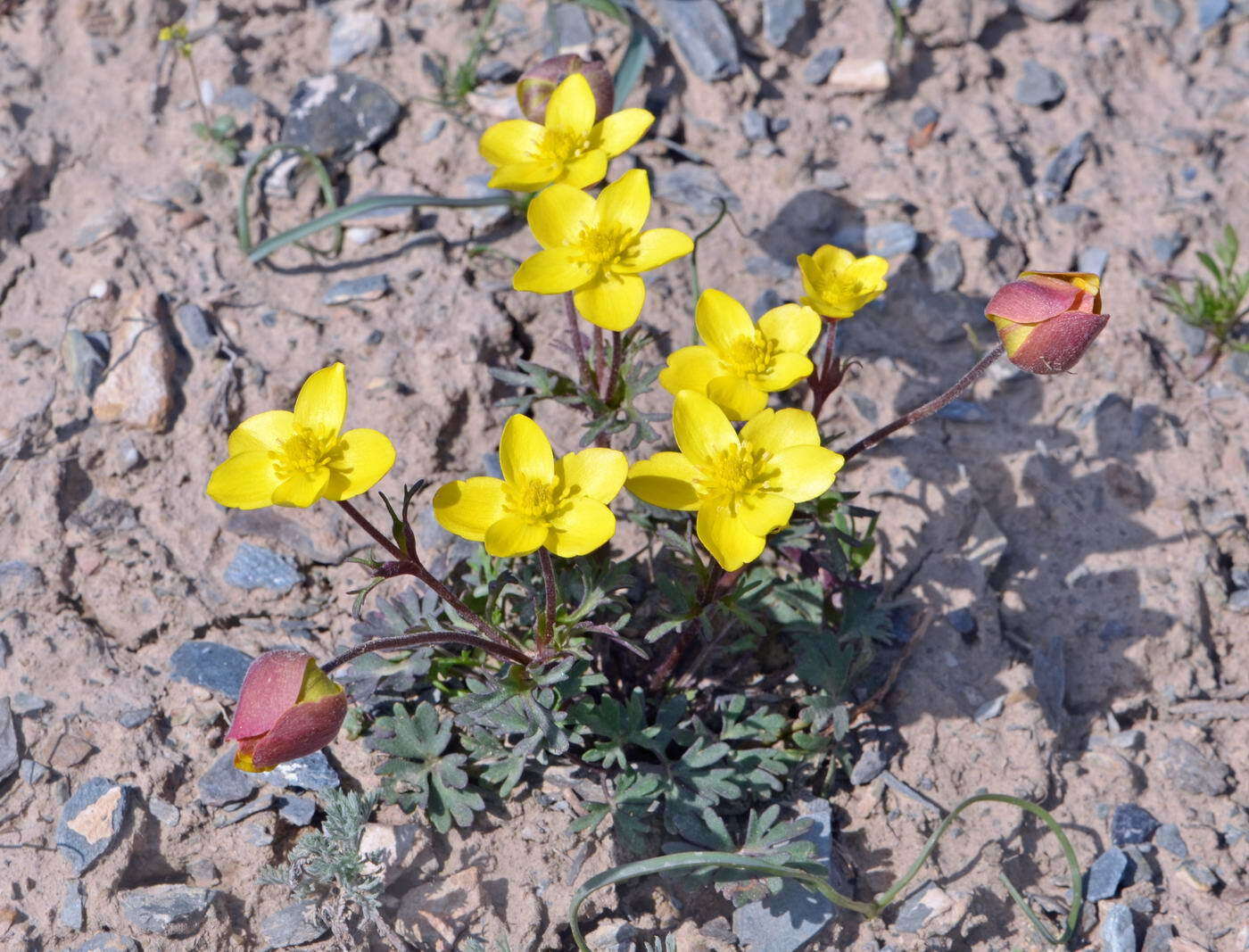 صورة Anemone biflora var. gortschakowii (Kar. & Kir.) Sinno