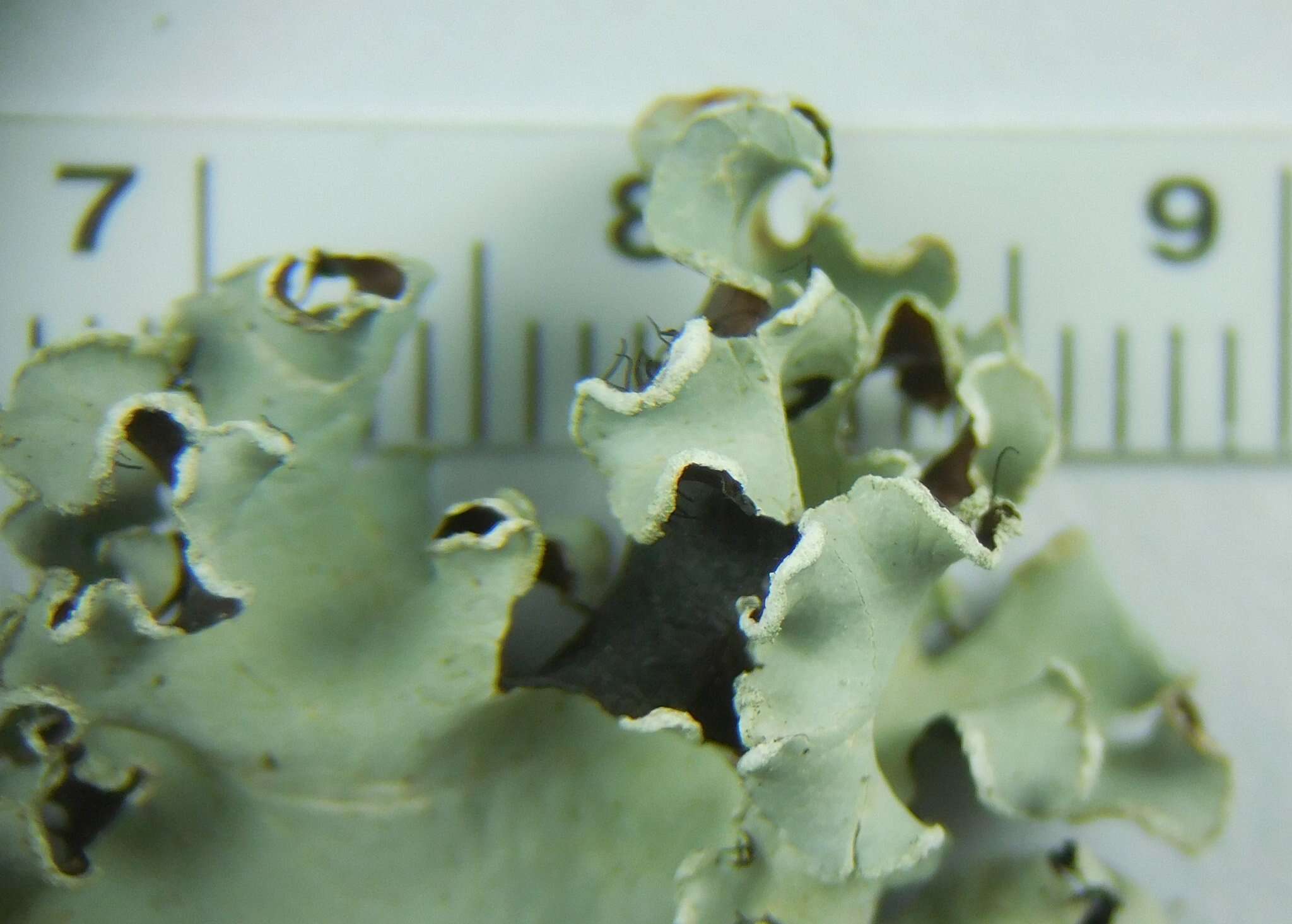 Image of Powder-edged ruffle lichen