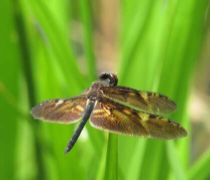 Слика од Rhyothemis obsolescens Kirby 1889