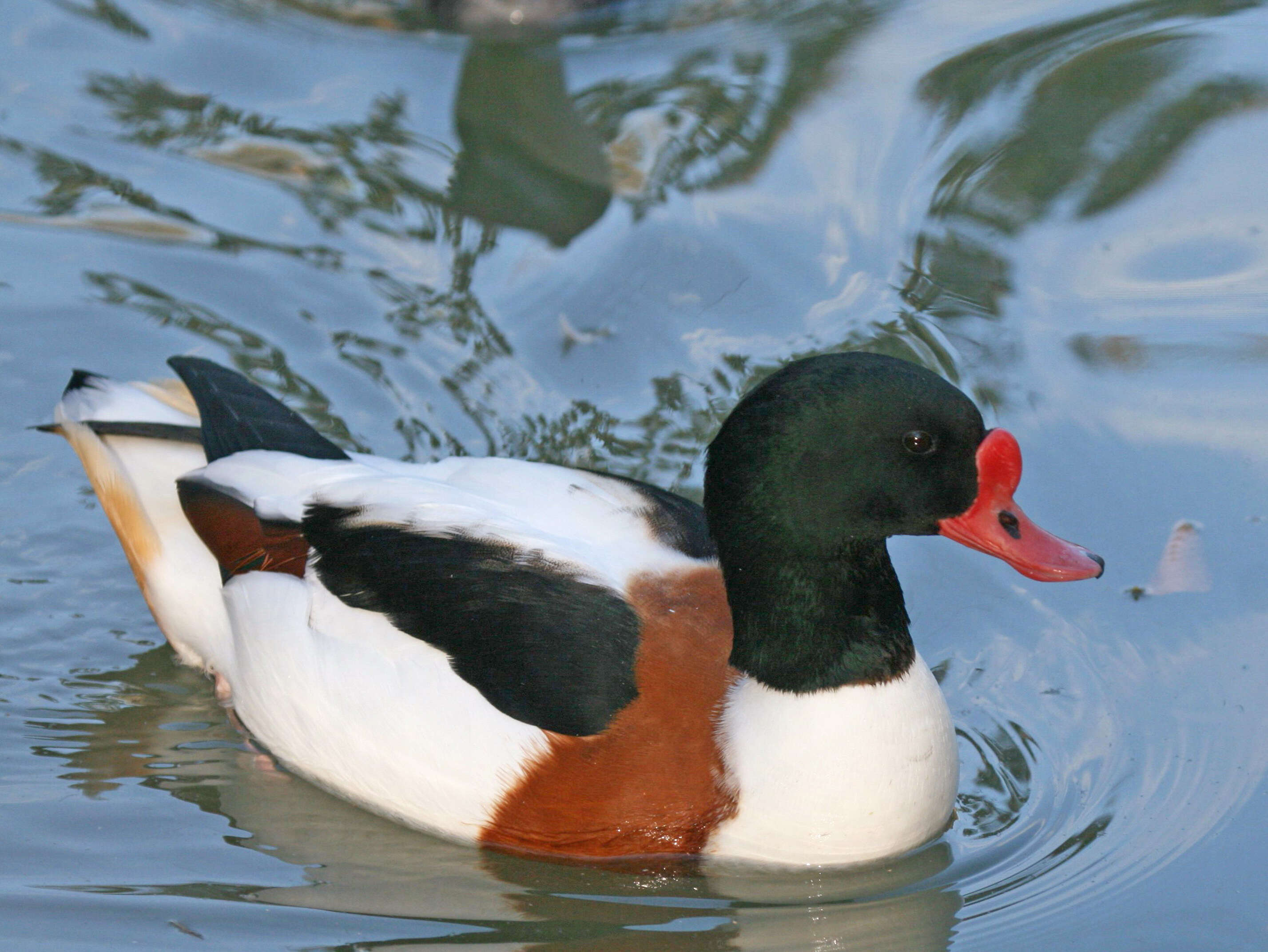 Image of shelduck, common shelduck