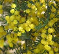 Sivun Acacia cardiophylla A. Cunn. ex Benth. kuva