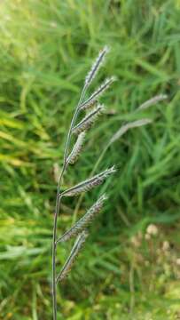 Image of hairy cupgrass