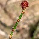 Imagem de Allocasuarina paludosa (Sieber ex Spreng.) L. A. S. Johnson