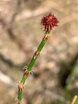 Image of scrub she-oak