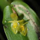 Image of Pleurothallis phyllocardioides Schltr.