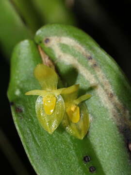 Image of Pleurothallis phyllocardioides Schltr.