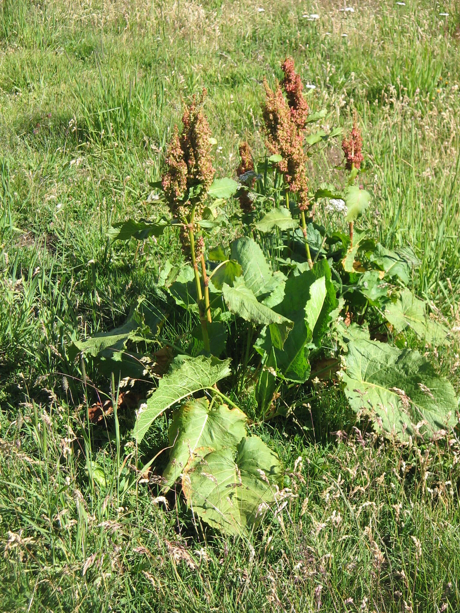 Image of Munk's rhubarb