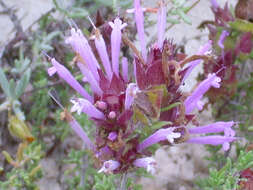 Image of Thymus moroderi Pau ex Martínez