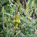 Image of Epidendrum frutex Rchb. fil.