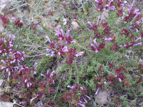 Image of Thymus moroderi Pau ex Martínez