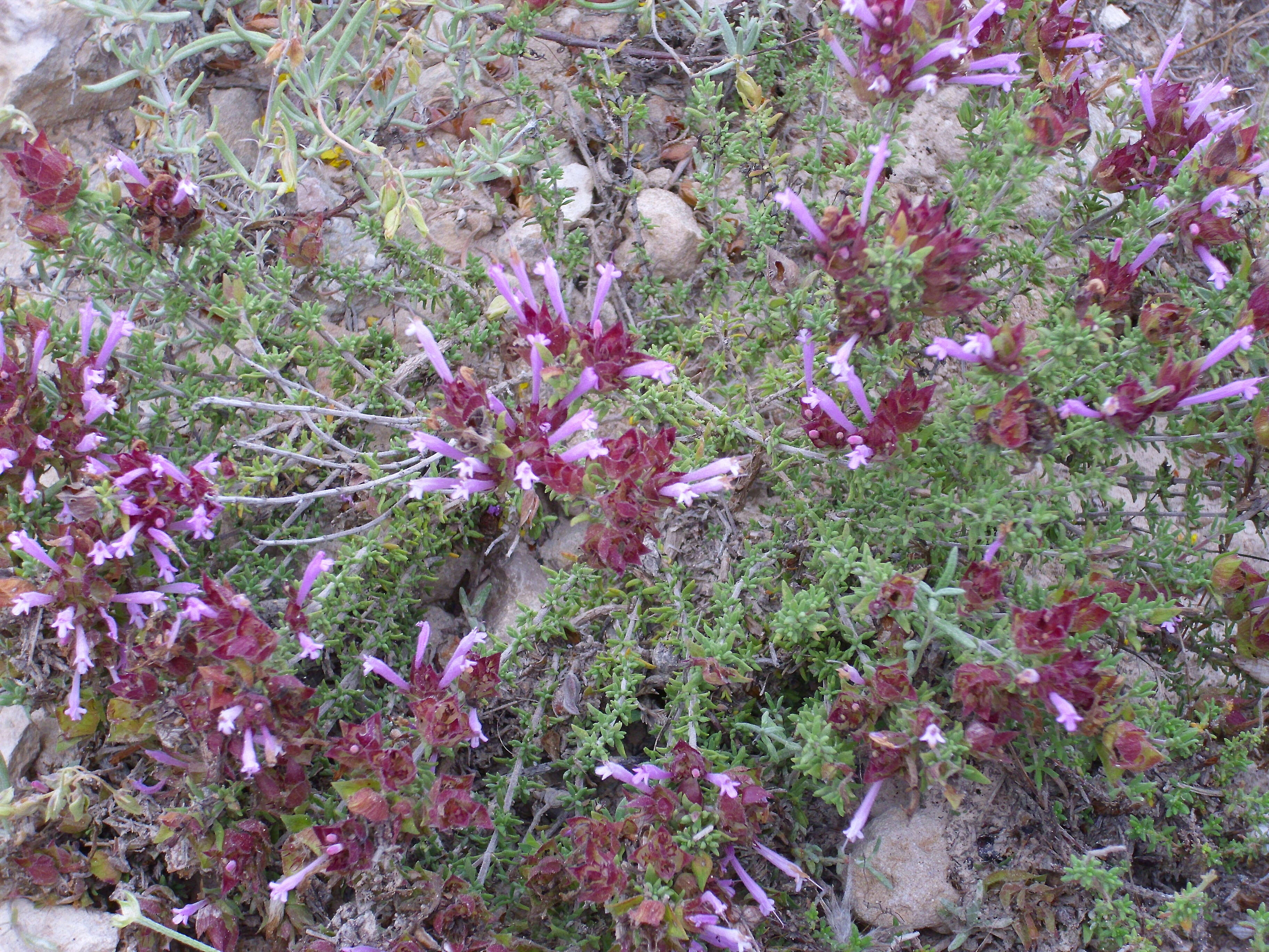 Image of Thymus moroderi Pau ex Martínez