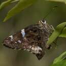 Imagem de Codatractus arizonensis Skinner 1905