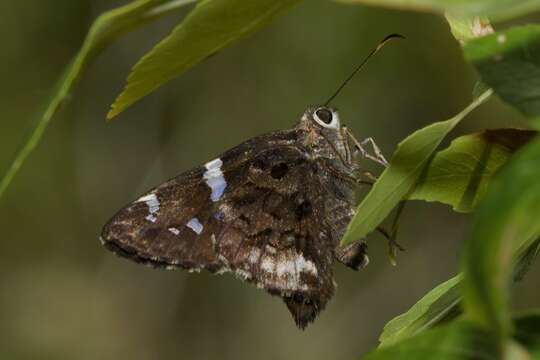 Imagem de Codatractus arizonensis Skinner 1905