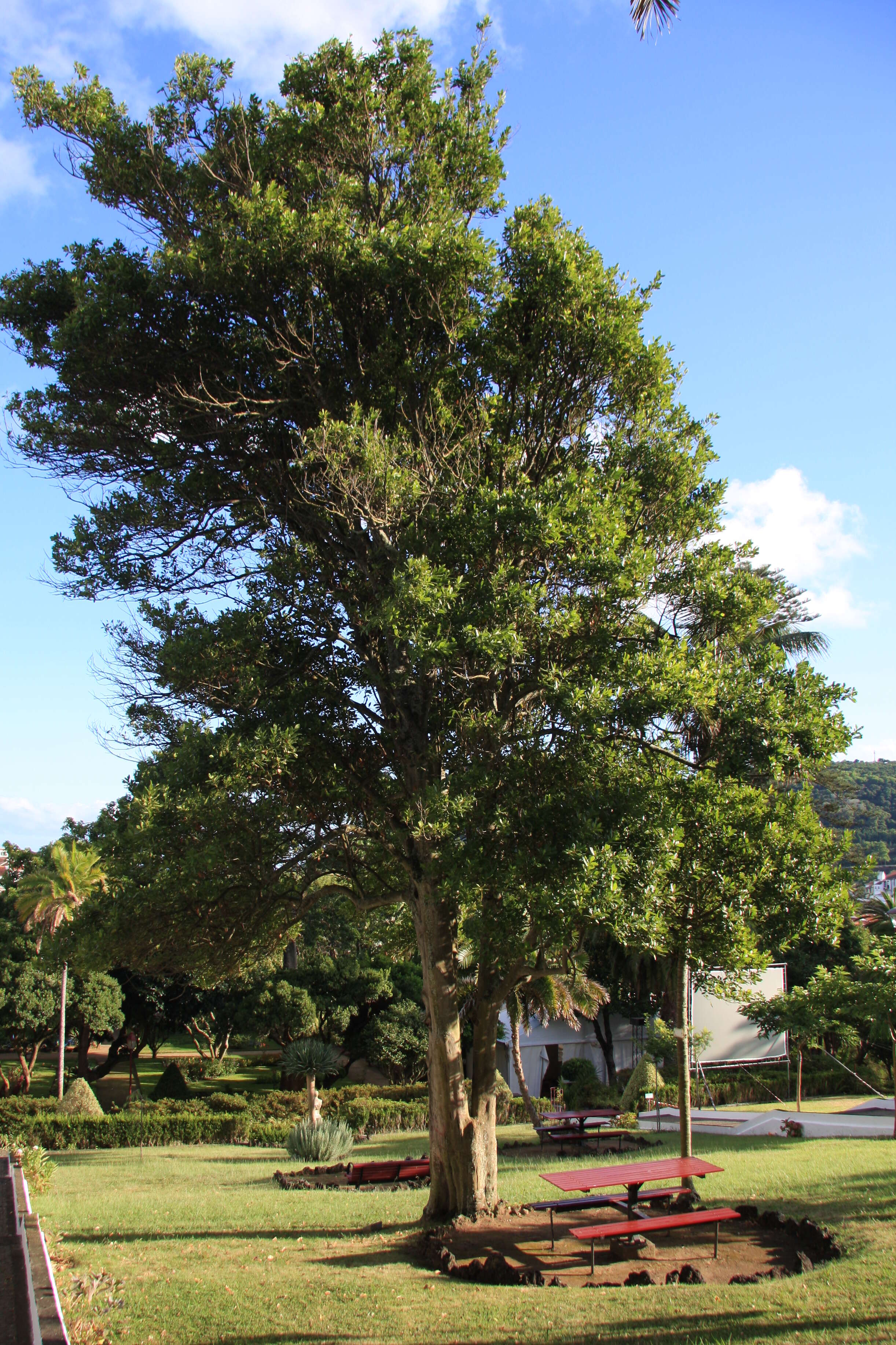 Image of Laurus Nobilis