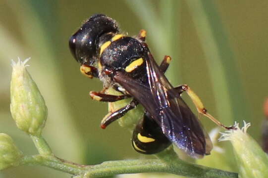 Image of Ectemnius decemmaculatus (Say 1823)