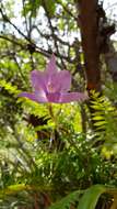 Image of Laelia furfuracea Lindl.