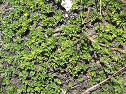Image of Thyme-leaved Willow