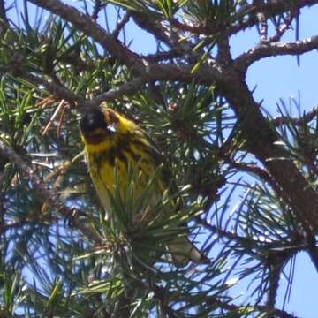 Image of Cape May Warbler